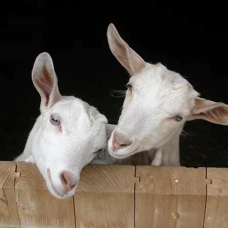 Farm Geislerhof Апартаменты *