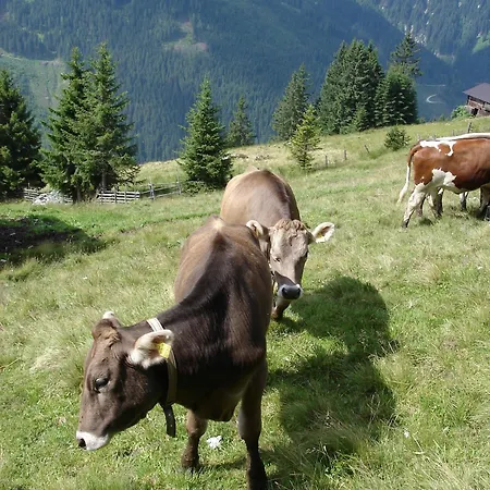Farm Geislerhof * Gerlos