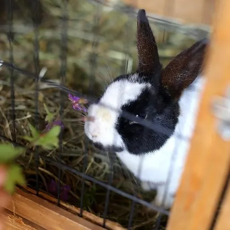 Farm Geislerhof Lejlighed Gerlos